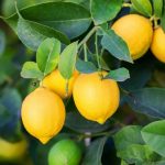 lemon