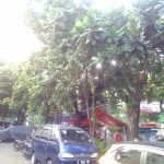 Pohon Rimbun-1