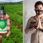 Gula Daun Stevia