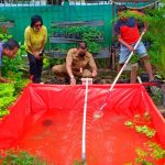 Budidaya Ikan Cikini