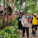 Pohon tumbang