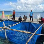Benih bandeng ditebar di kepulauan Seribu