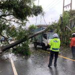 Pohon tumbang di Bogor