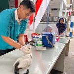 Vaksinasi Kucing