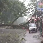 Pohon Tumbang