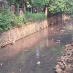 Pohon gondrong