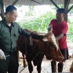 Petugas Dinas KPKP DKJ melakukan vaksin PMK terhadap perah milik warga Jakarta